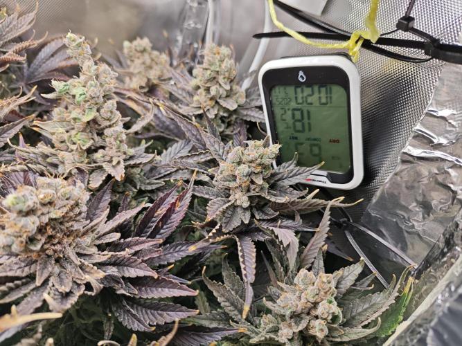 Purple Kush DWC SCROG LED Cabinet Grow. Week 17