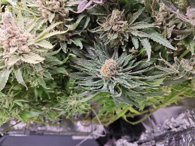 Purple Kush DWC SCROG LED Cabinet Grow. Week 17