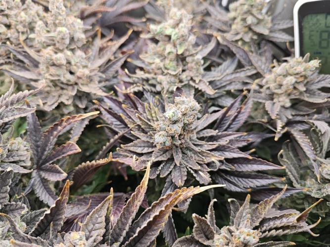 Purple Kush DWC SCROG LED Cabinet Grow. Week 17