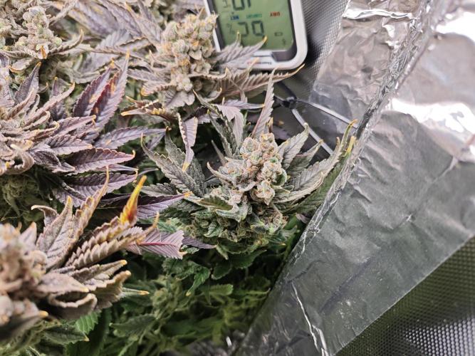 Purple Kush DWC SCROG LED Cabinet Grow. Week 17