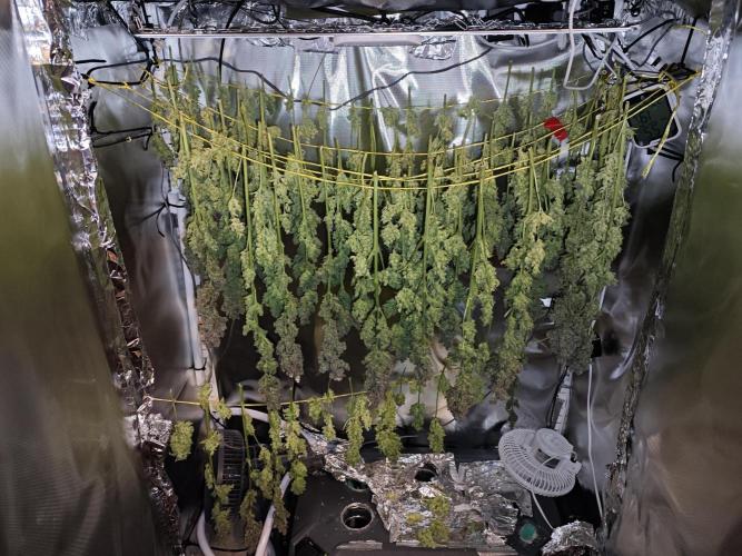 Purple Kush DWC SCROG LED Cabinet Grow. Week 17 - Plants drying after chop