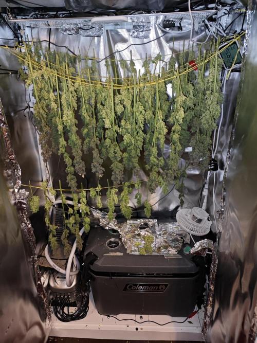 Purple Kush DWC SCROG LED Cabinet Grow. Week 17