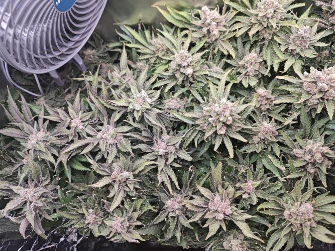 Purple Kush DWC SCROG LED Cabinet Grow. Week 17 - Just before chop - Say goodbye ladies