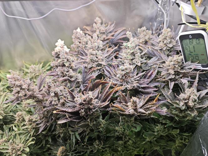 Purple Kush DWC SCROG LED Cabinet Grow. Week 17 - Just before chop