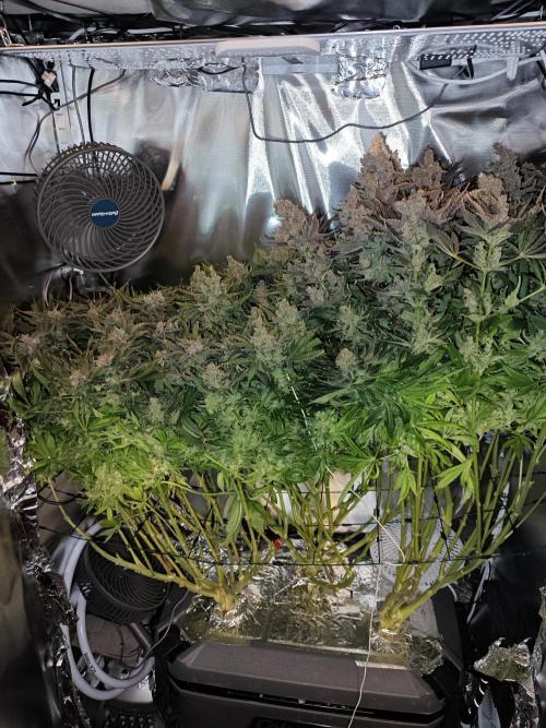 Purple Kush DWC SCROG LED Cabinet Grow. Week 17