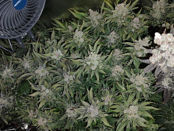 Purple Kush DWC SCROG LED Cabinet Grow. Week 17