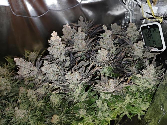 Purple Kush DWC SCROG LED Cabinet Grow. Week 17