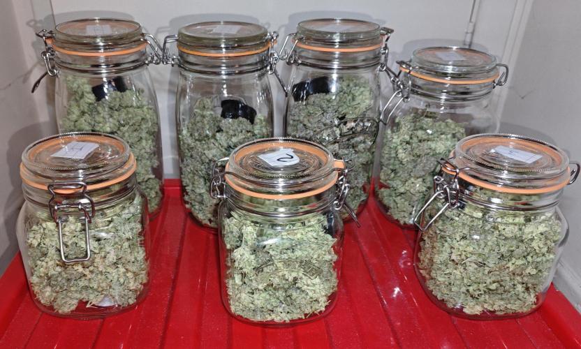 Purple Kush DWC SCROG LED Cabinet Grow. Week 17