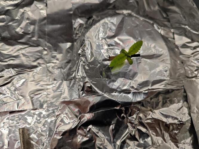 Mixed Strain Small Cabinet LED DWC Grow. Week 1