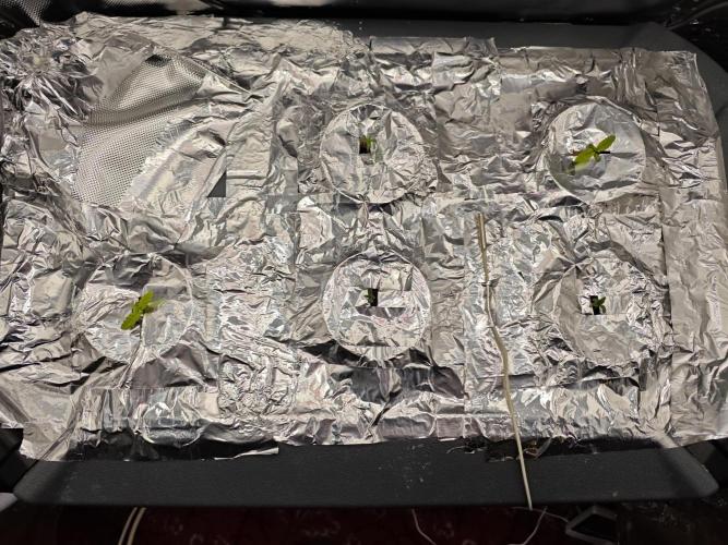 Mixed Strain Small Cabinet LED DWC Grow. Week 1