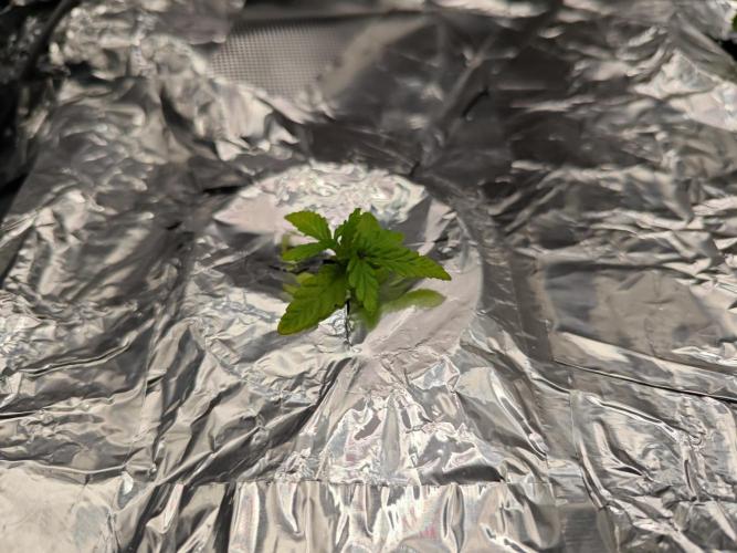 Mixed Strain Small Cabinet LED DWC Grow. Week 2 - Moby Dick