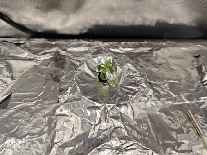 Mixed Strain Small Cabinet LED DWC Grow. Week 2 - Zokas Remember