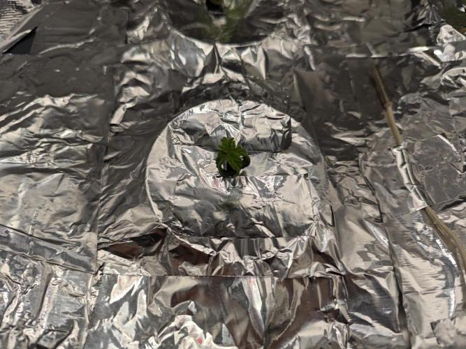 Mixed Strain Small Cabinet LED DWC Grow. Week 2 - Zokas Remember