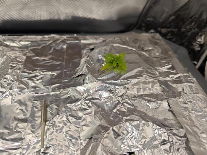 Mixed Strain Small Cabinet LED DWC Grow. Week 2 - Zombie Death Fuck