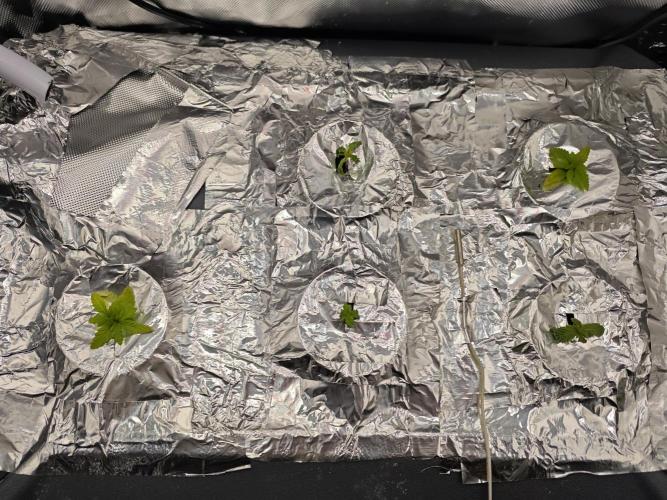 Mixed Strain Small Cabinet LED DWC Grow. Week 2