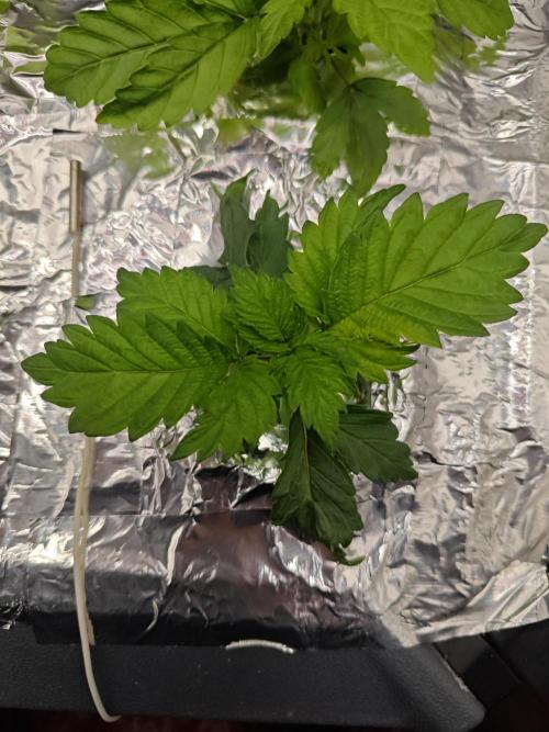 Mixed Strain Small Cabinet LED DWC Grow. Week 3 - Zokkas Remember. Plant 5