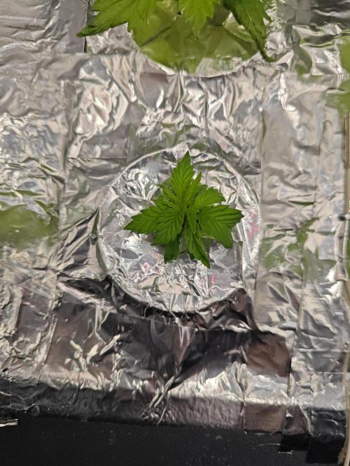 Mixed Strain Small Cabinet LED DWC Grow. Week 3 - Zokkas Remember, plant 4