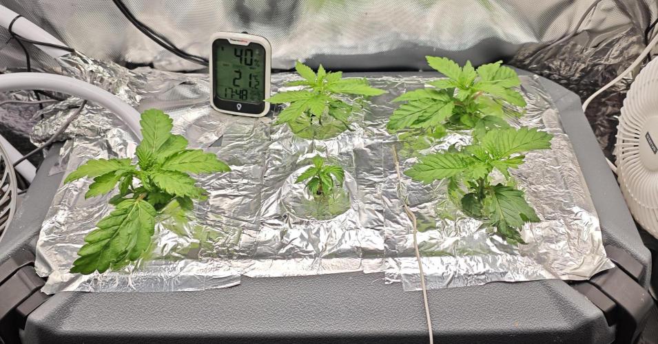 Mixed Strain Small Cabinet LED DWC Grow. Week 3