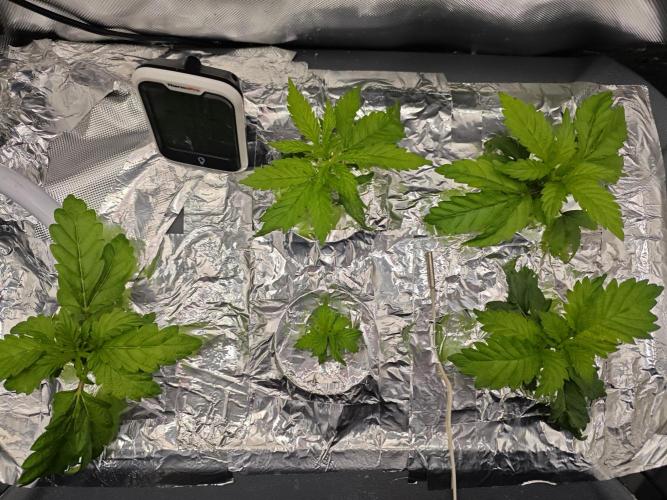 Mixed Strain Small Cabinet LED DWC Grow. Week 3