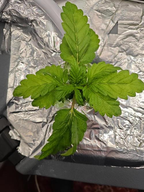 Mixed Strain Small Cabinet LED DWC Grow. Week 3 - Moby Dick. Plant 3.