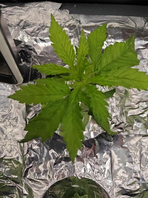 Mixed Strain Small Cabinet LED DWC Grow. Week 3 - Zokkas Remember.  Plant 1