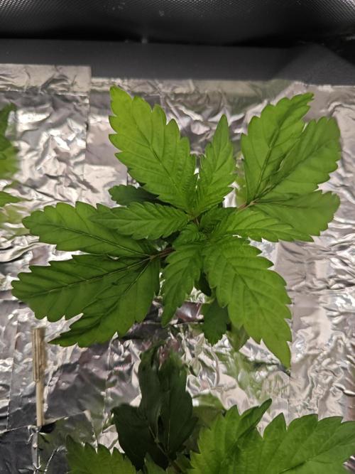 Mixed Strain Small Cabinet LED DWC Grow. Week 3 - Zombie Death Fuck. Plant 2.