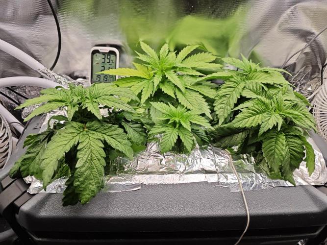 Mixed Strain Small Cabinet LED DWC Grow. Week 4 - Before Topping
