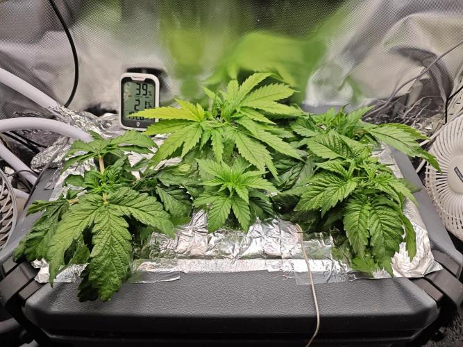 Mixed Strain Small Cabinet LED DWC Grow. Week 4 - After Topping