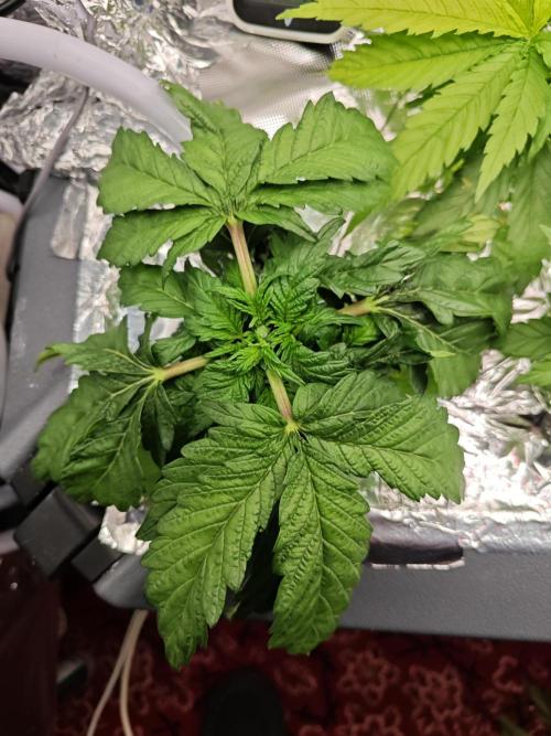 Mixed Strain Small Cabinet LED DWC Grow. Week 4 - Moby Dick