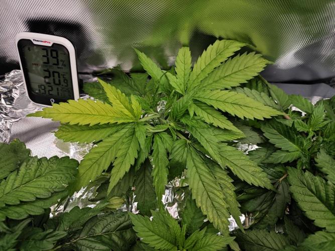Mixed Strain Small Cabinet LED DWC Grow. Week 4 - Zokkas Plant 1