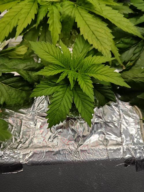 Mixed Strain Small Cabinet LED DWC Grow. Week 4 - Zokkas plant 2