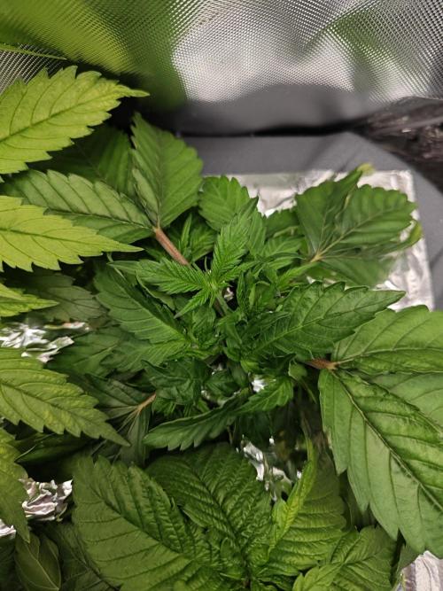 Mixed Strain Small Cabinet LED DWC Grow. Week 4 - Zombie Death Fuck