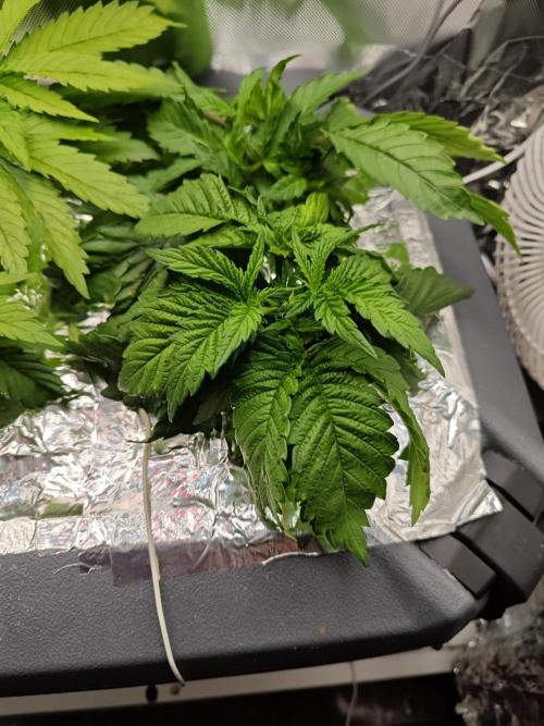 Mixed Strain Small Cabinet LED DWC Grow. Week 4 - Zokkas plant 3
