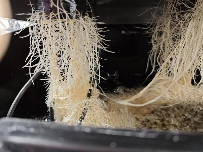 Mixed Strain Small Cabinet LED DWC Grow. Week 4 - Nice white roots