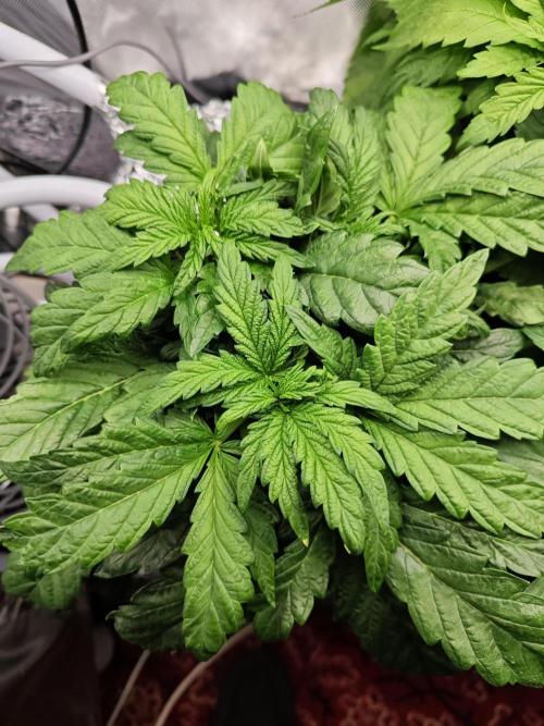 Mixed Strain Small Cabinet LED DWC Grow. Week 5