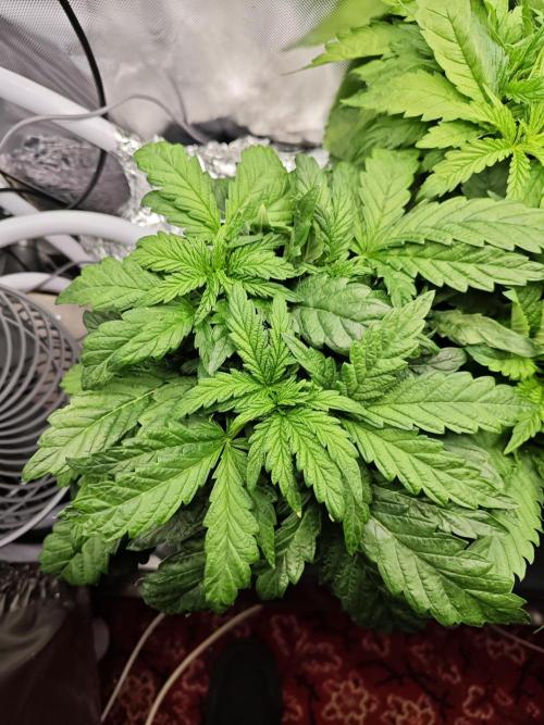 Mixed Strain Small Cabinet LED DWC Grow. Week 5 - Moby Dick