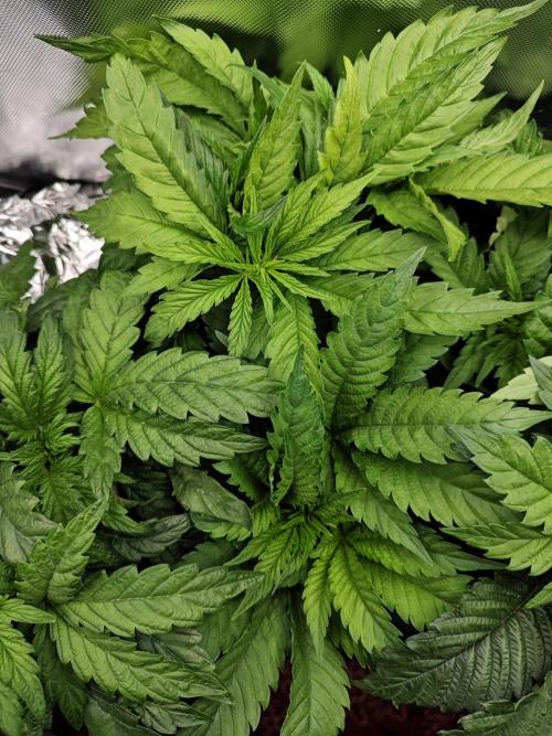 Mixed Strain Small Cabinet LED DWC Grow. Week 5 - Zokkas Plant 1