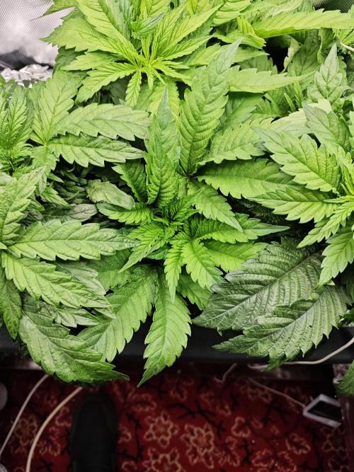 Mixed Strain Small Cabinet LED DWC Grow. Week 5 - Zokkas plant 2