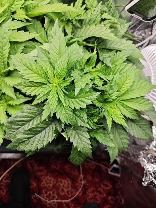 Mixed Strain Small Cabinet LED DWC Grow. Week 5 - Zokkas Plant 3