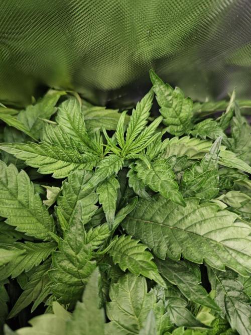 Mixed Strain Small Cabinet LED DWC Grow. Week 5 - Zombie Death Fuck