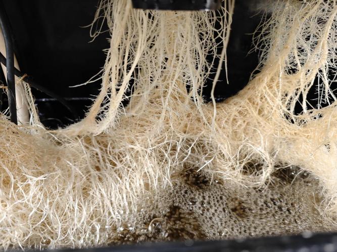 Mixed Strain Small Cabinet LED DWC Grow. Week 5 - Nice white roots