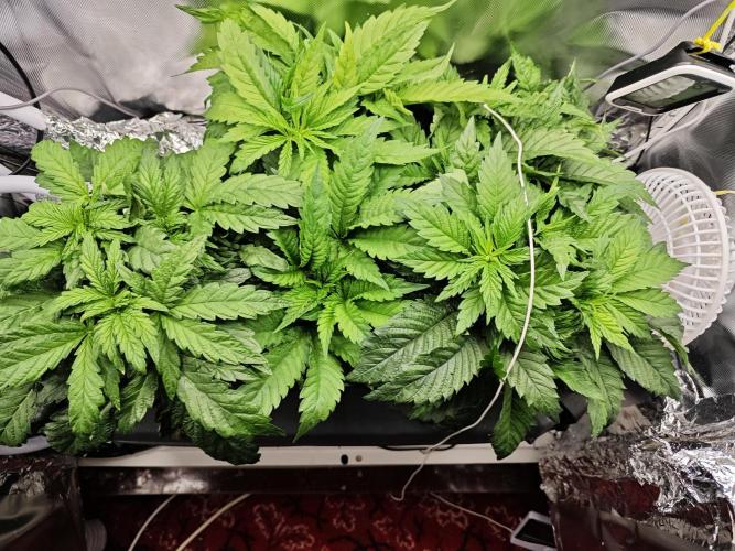 Mixed Strain Small Cabinet LED DWC Grow. Week 5