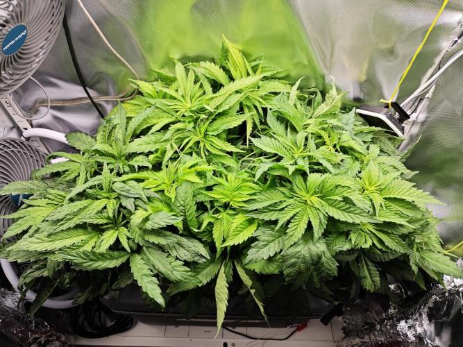 Mixed Strain Small Cabinet LED DWC Grow. Week 6