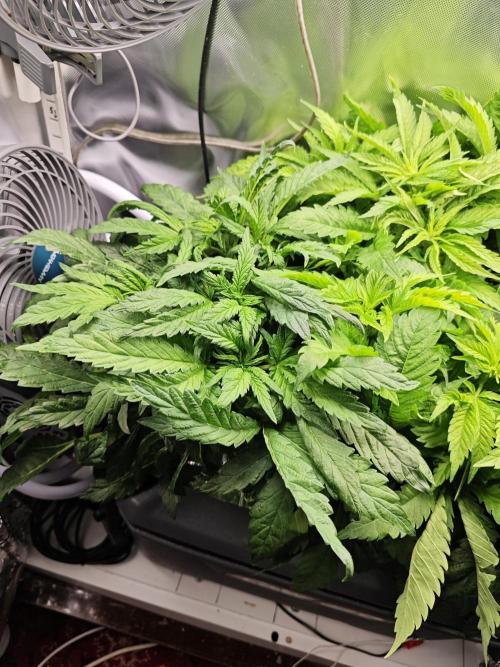 Mixed Strain Small Cabinet LED DWC Grow. Week 6