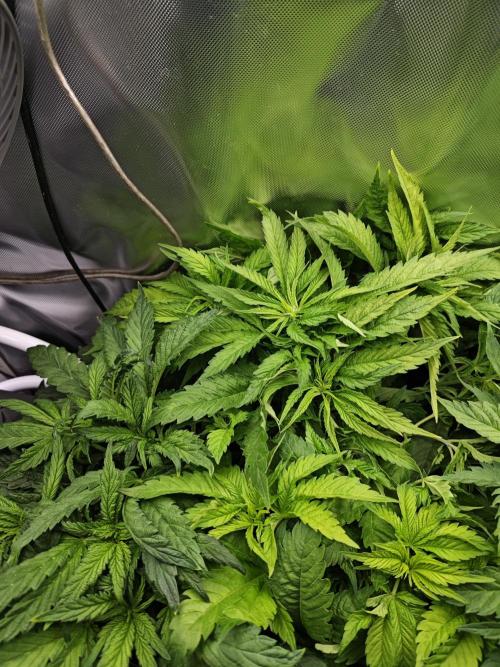 Mixed Strain Small Cabinet LED DWC Grow. Week 6 - Zombie Death Fuck