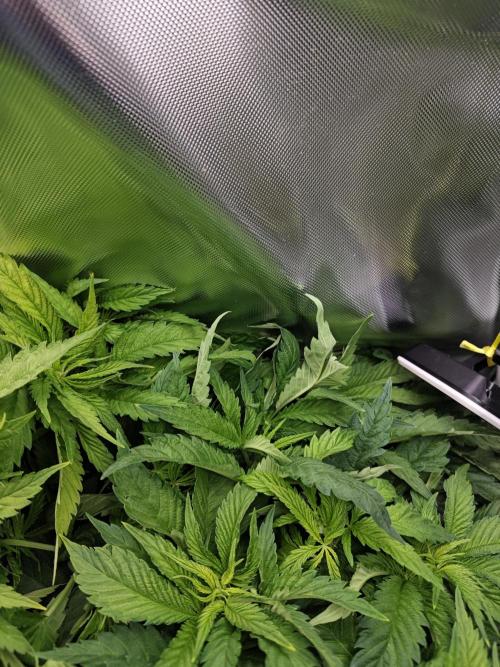 Mixed Strain Small Cabinet LED DWC Grow. Week 6 - Zombie Death Fuck