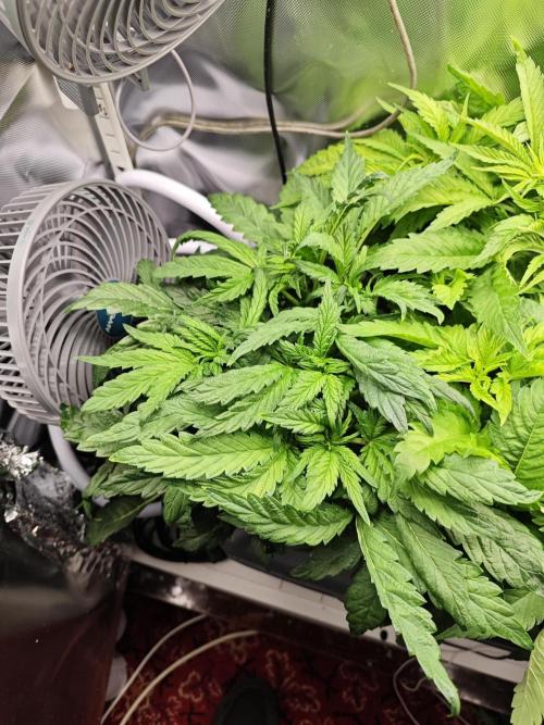 Mixed Strain Small Cabinet LED DWC Grow. Week 6 - Moby Dick