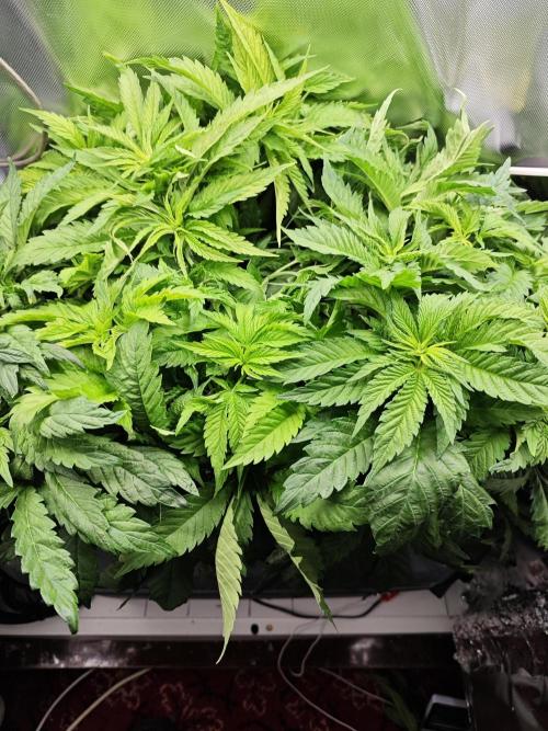 Mixed Strain Small Cabinet LED DWC Grow. Week 6 - Zokkas 2