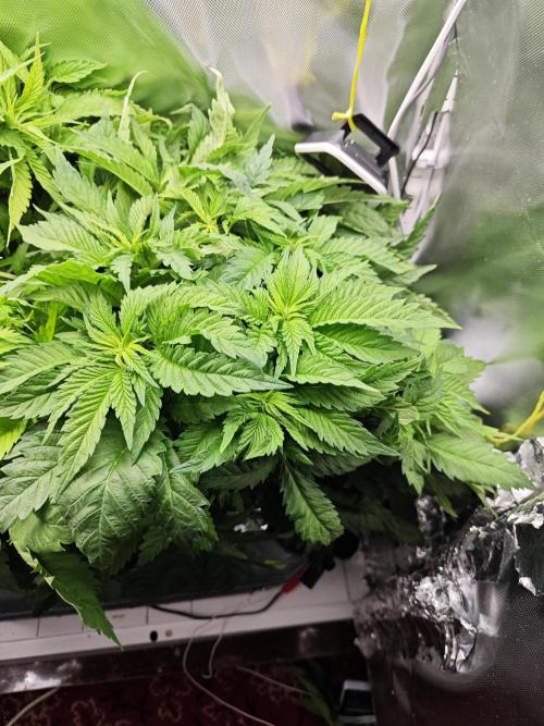 Mixed Strain Small Cabinet LED DWC Grow. Week 6 - Zokkas 3
