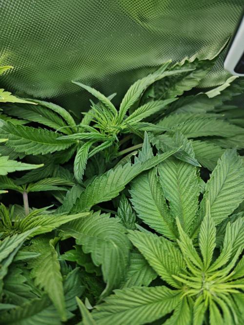 Mixed Strain Small Cabinet LED DWC Grow. Week 7